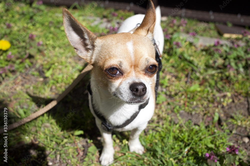 Cute short haired chihuahua outdoors in urban spring landscape