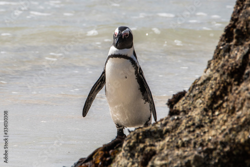 Pinguin am Boulders Beach in Simonstown