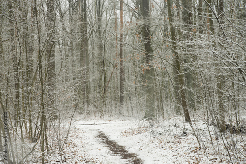 footpath in snowy winter forest