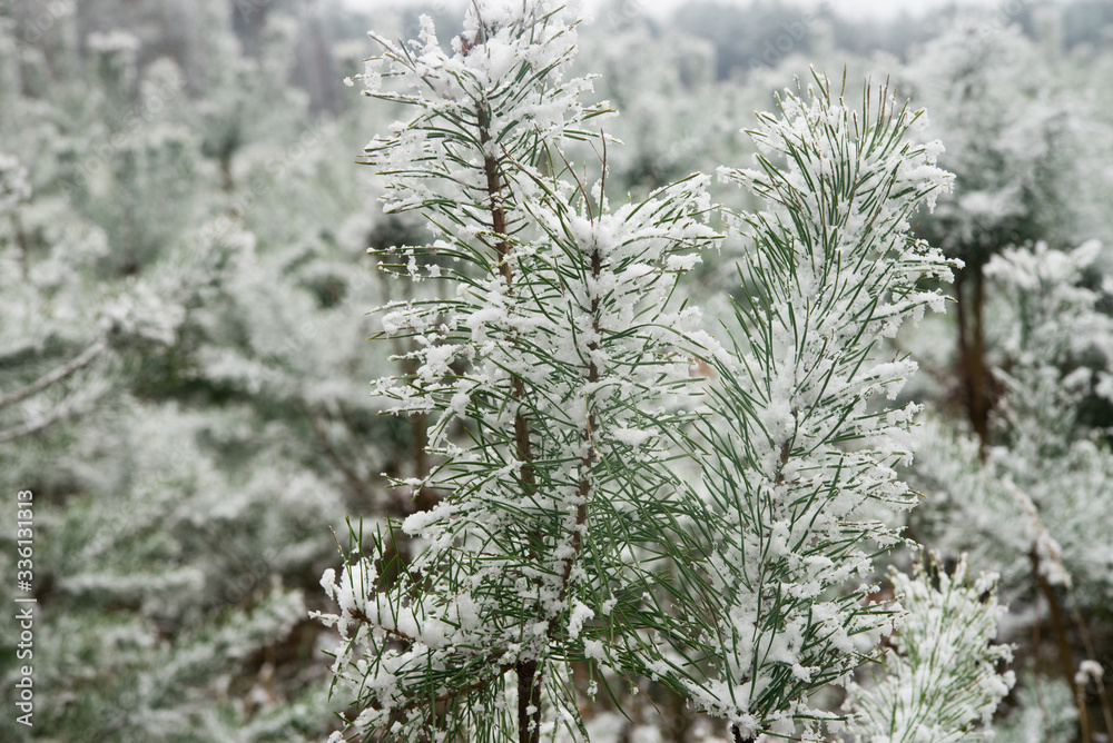 young pine trees covered with snow