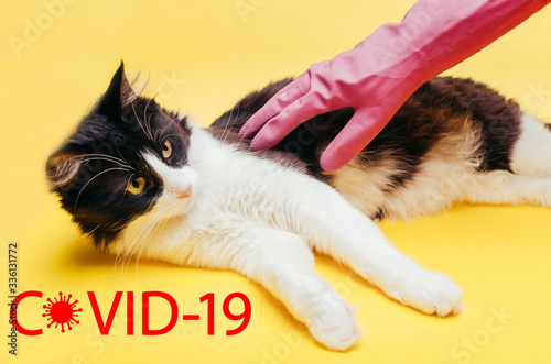 Pet virus as Coronavirus infection in a cat
