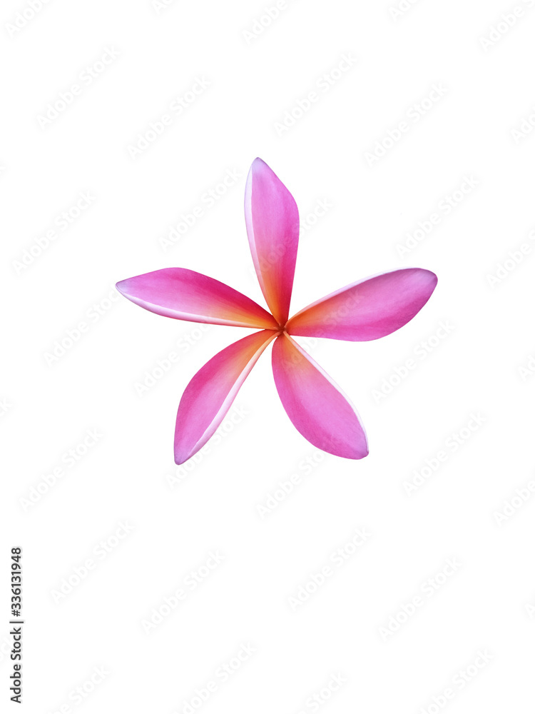 Naklejka premium Beautiful pink plumeria flowers isolated on White background.