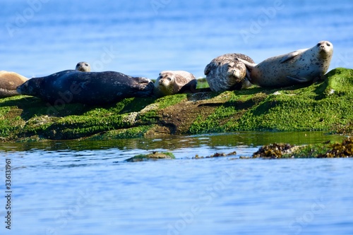 sea lions on rock island in the ocean