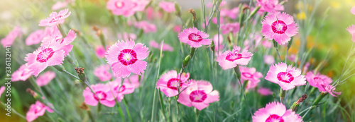Pink flowers Sweet William blooming in the garden