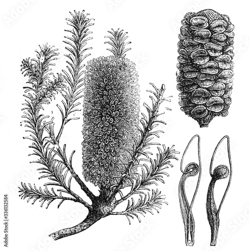Banksia (Ericifolia) / Antique engraved illustration from Brockhaus Konversations-Lexikon 1908 photo