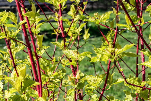Ornamental shrub with red bark and yellow-green leaves Cornus Sibirica ( Cornus Alba) in the spring garden on a sunny day. Bright floral background for beautiful garden design.