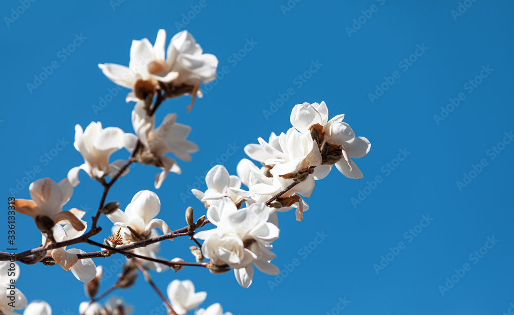 Magnolia tree blossom. Magnolia tree blossom.