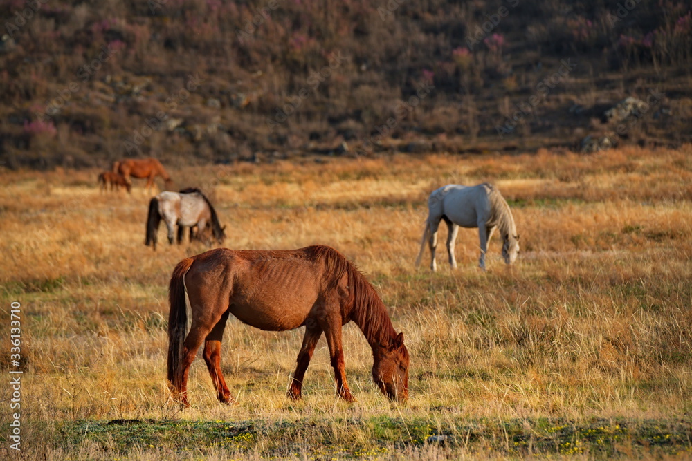 Russia. The South Of Western Siberia. Mountain Altai. Freely grazing horses along the Chui tract. Russia. The South Of Western Siberia. Mountain Altai. Freely grazing horses along the Chui tract.