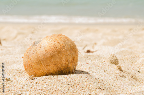 Paradise coconut
