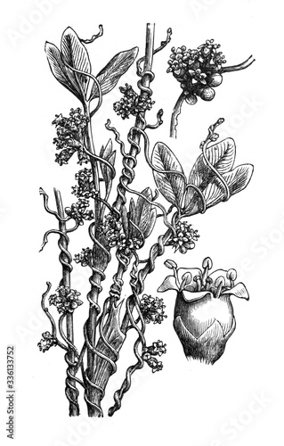 Hellweed or Dodder (Cuscuta epithymum) / Antique engraved illustration from Brockhaus Konversations-Lexikon 1908 photo