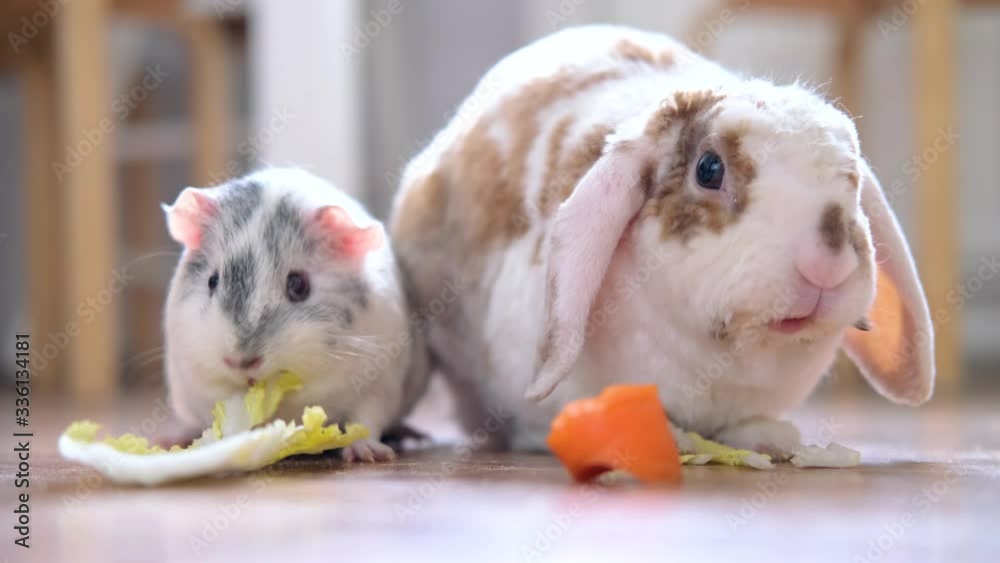 Lop ear red and white color bunny rabbit and grey guinea pig chewing green salad leaves and carrot at home animals food and domectic rodent pets.
