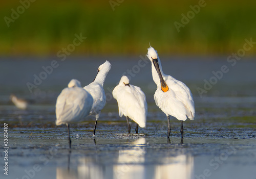 A small flock of European spoonbills stands in the water against a blurred green reed