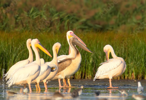 A group of adult white pelicans and one young pelican rest in the water. Close-up and detailed photo © VOLODYMYR KUCHERENKO