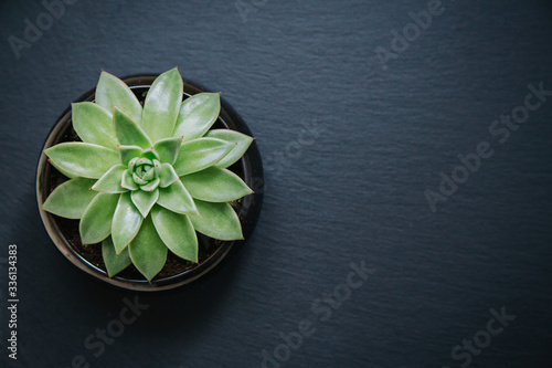 Succulent plant in a pot isolated on dark grey textured background. Top down view.