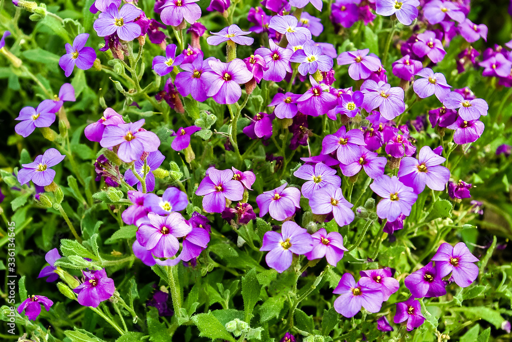 background of growing in the garden on the ground in a group of small pink flowers and green leaves in the rays of the spring sun close-up at full frame background of growing in the garden on the ground in a group of small pink flowers and green leaves in the rays of the spring sun close-up at full frame