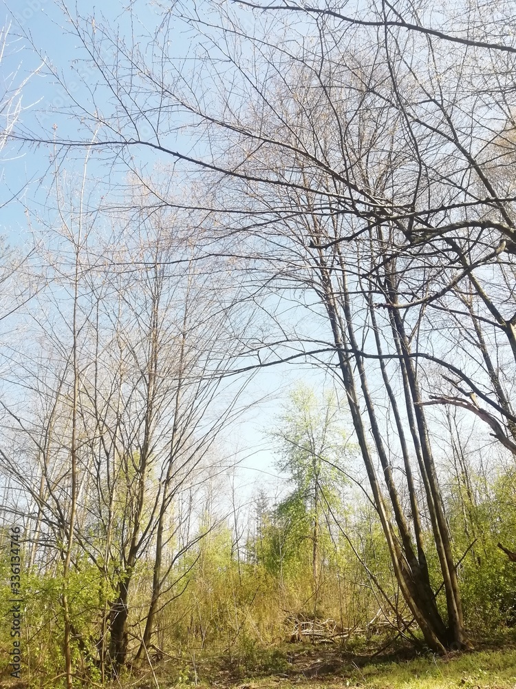 Frühling im Laubwald Frühling im Laubwald