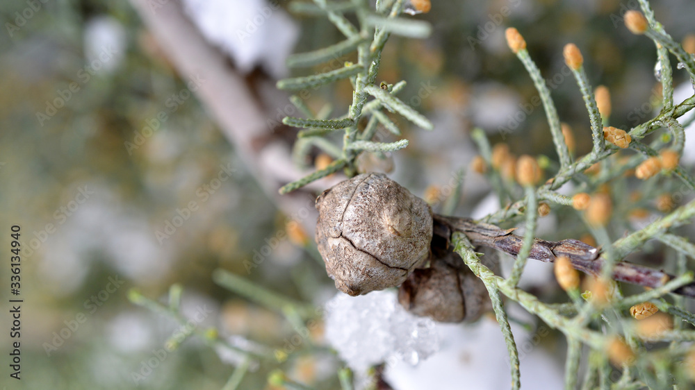 Obraz premium cypress evergreen coniferous tree image
