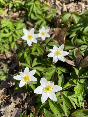 spring