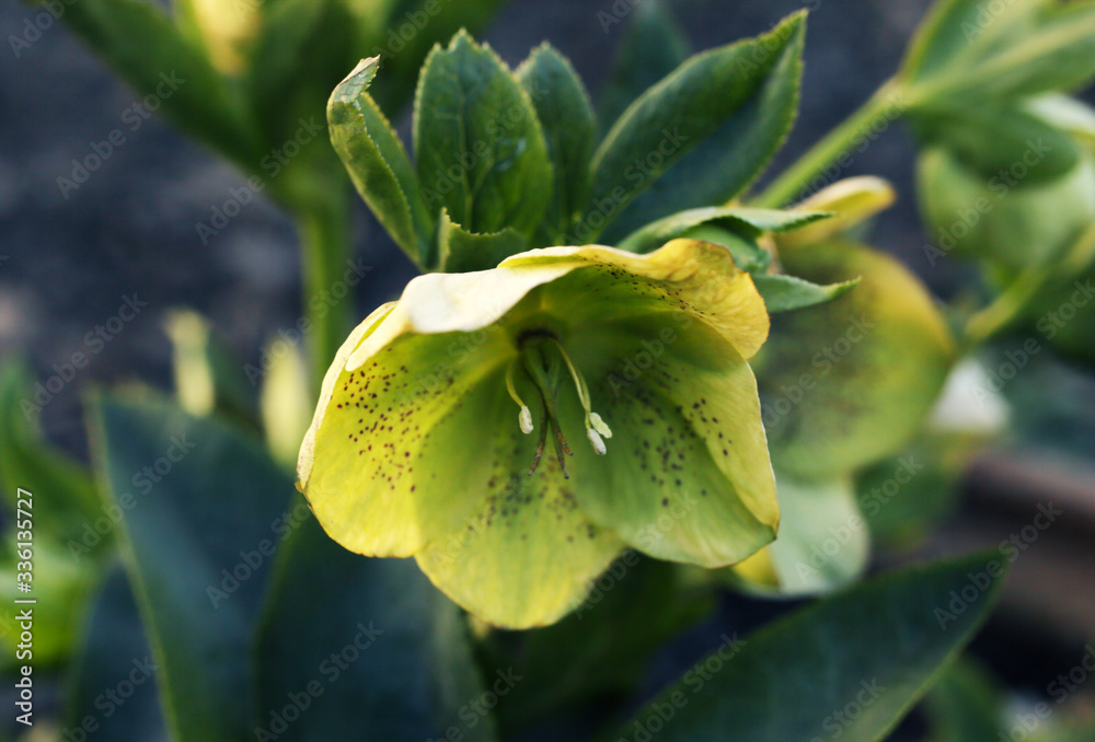 Obraz premium hellebore flower, poisonous medicinal plant blooms