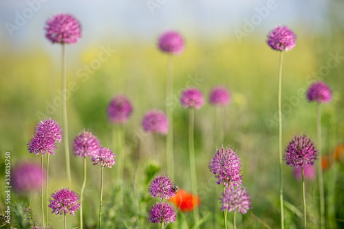 Allphotokz Grass 20160508 6377 D810 S