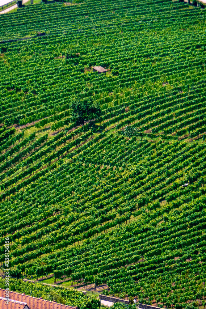 Vineyards on the banks of the Danube River in Wachau, Austria Vineyards on the banks of the Danube River in Wachau, Austria