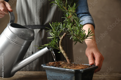 Foto Woman watering Japanese bonsai plant, closeup