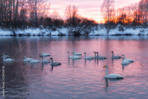 A flock of Whooper swan and ducks wintering on the thermal lake Svetloe (Lebedinoe) at sunset, Altay, Russia