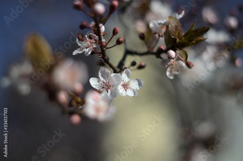 cherry blossom on a branch