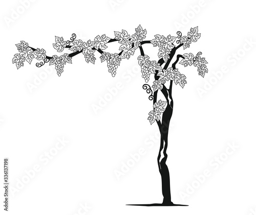 VINEYARD PLANTS WITH LEAVES AND GRAPES, AMARONE AND PROSECCO WINE