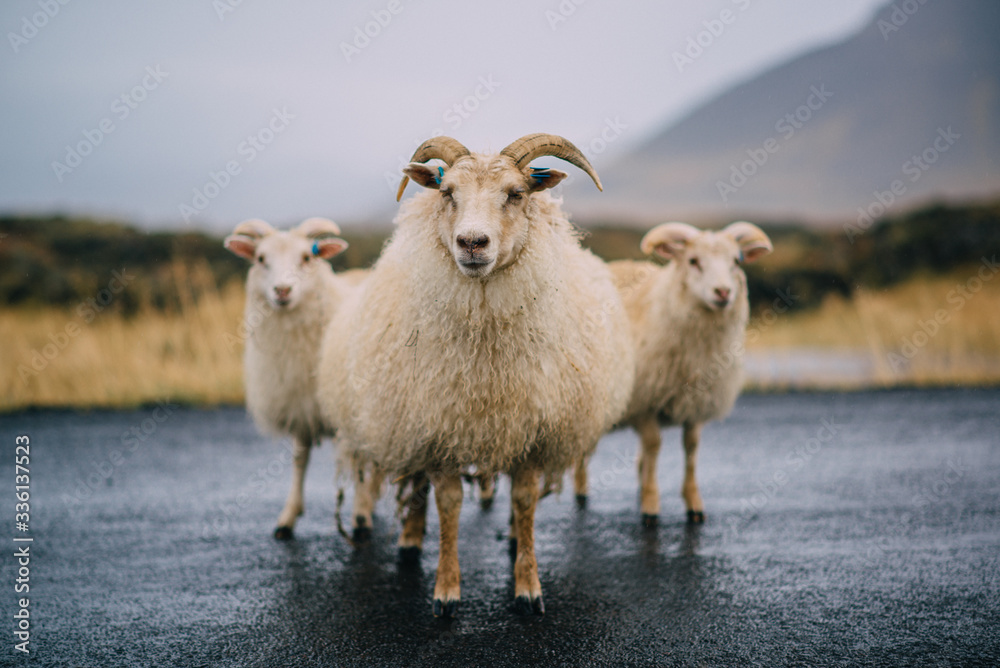 Three Icelandic goats stand on the road. Three Icelandic goats stand on the road.