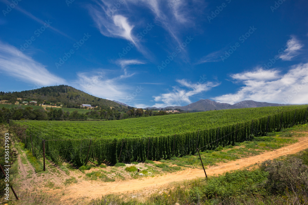 Obraz premium Hops farm in South Africa, Garden Route.