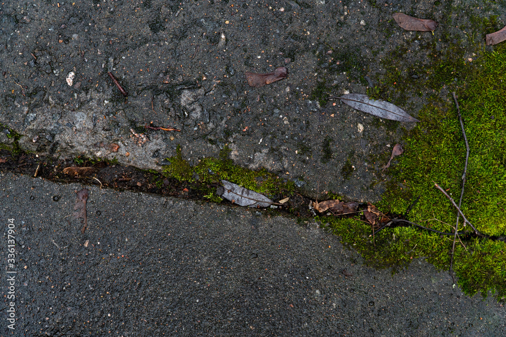 Fototapeta premium Background image of an old concrete slab covered with emerald moss