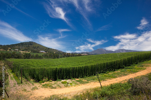 Hops farm in South Africa, Garden Route.