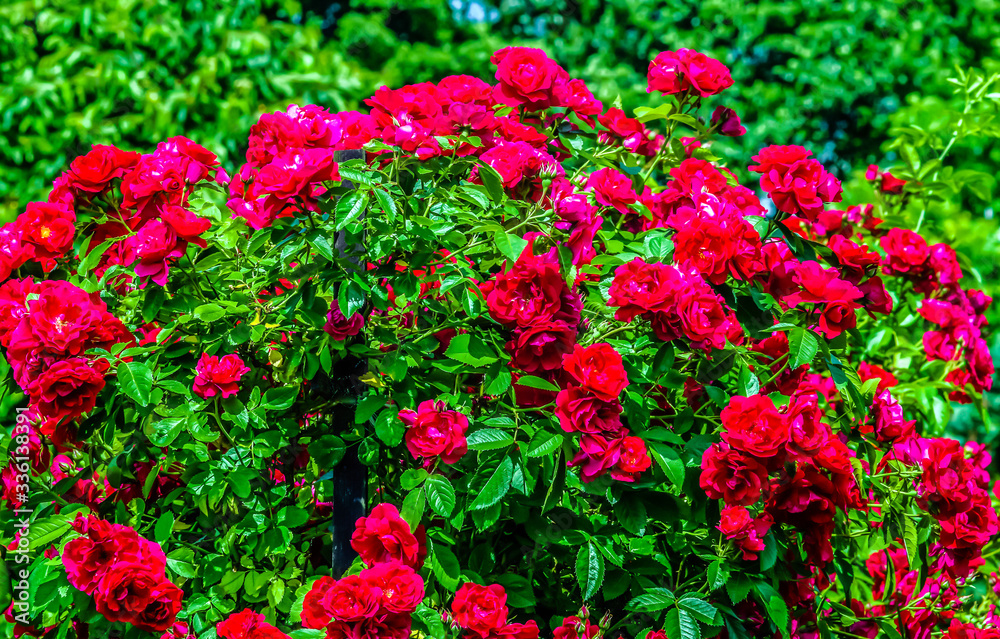 large rose bush growing in the garden with blooming red flowers in the rays of the spring sun close-up at full frame