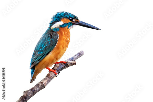 Fotografia Image of common kingfisher (Alcedo atthis) perched on a branch isolated on white background