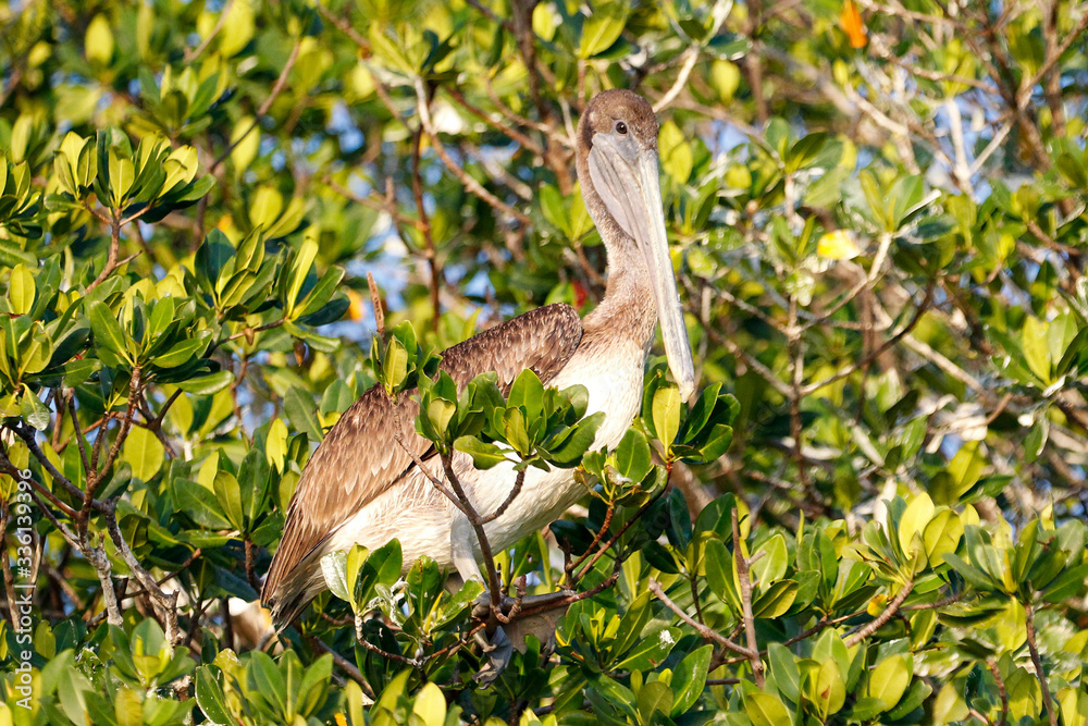 Florida Keys Pelicans and Aquatic Birds