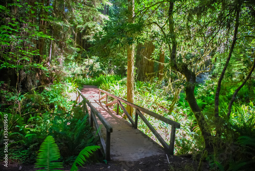 Bridge in ancient redwood grove in california