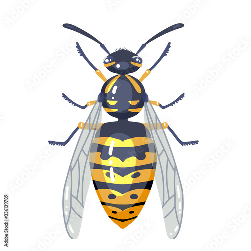 Wasp Insect illustration isolated on white. Colorful wasp Illustrated bug. Flat vector design.