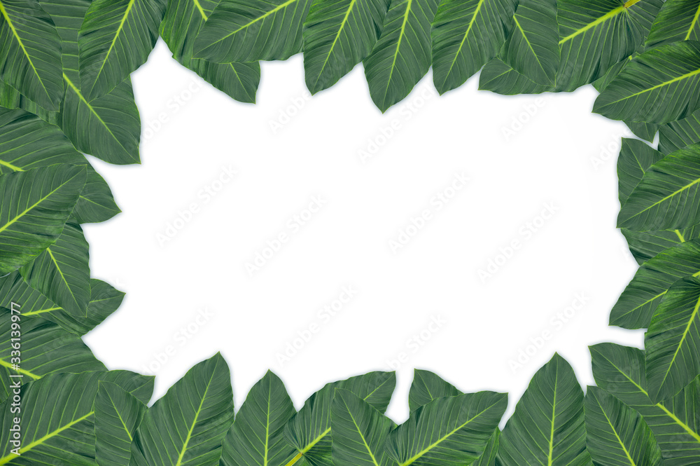 Frame of green leaves  on white background with copy space