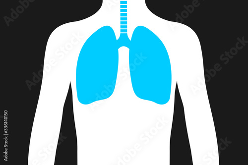 Lungs - internal organ of respiration and respiratory system. Vector illustration.