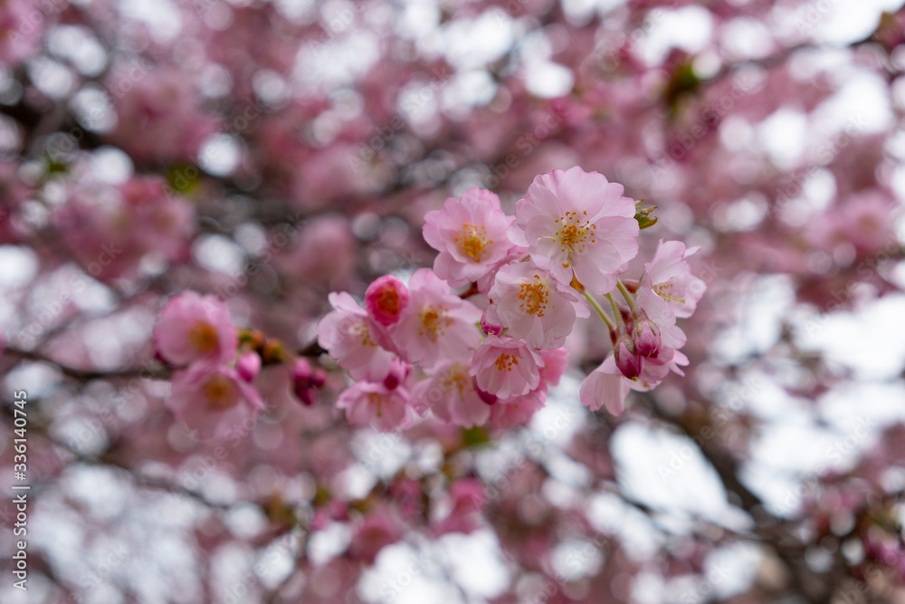 Cherry blossoms in the Prague city garden Cherry blossoms in the Prague city garden