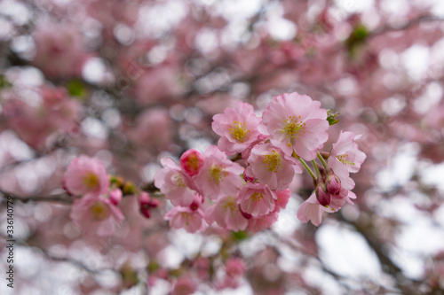 Cherry blossoms in the Prague city garden