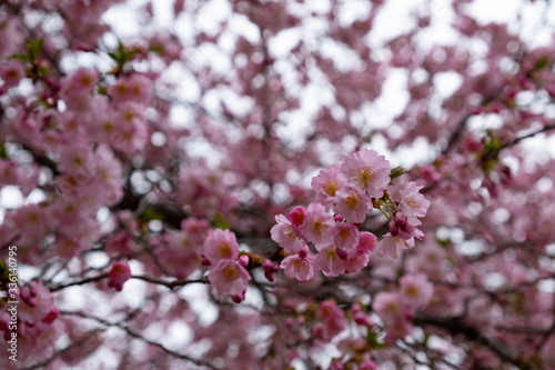 Flowering cherry trees in the Prague city garden. Petrin Hill, Czech Republic
