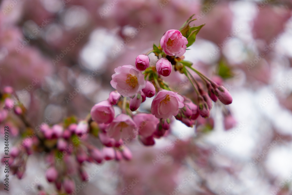 Flowering cherry trees in the Prague city garden Flowering cherry trees in the Prague city garden