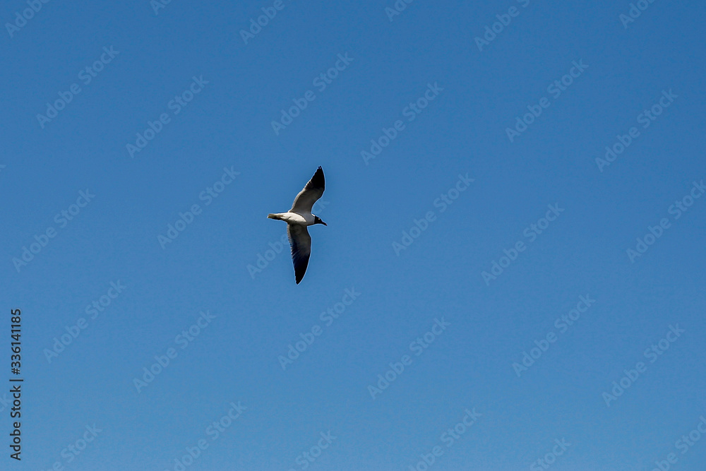 Florida Keys Pelicans and Aquatic Birds Florida Keys Pelicans and Aquatic Birds
