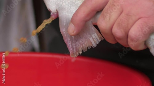 Ovulated eggs flowing from fish genital vent while it is being manually stripped photo