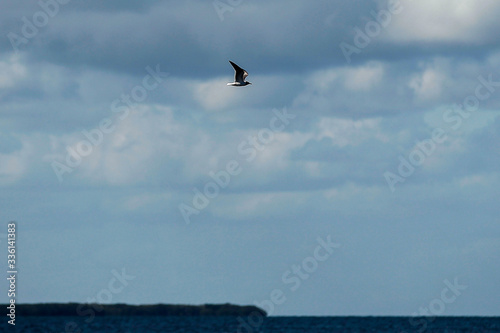 Florida Keys Pelicans and Aquatic Birds