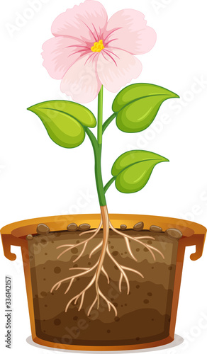 Pink flower in clay pot on white background