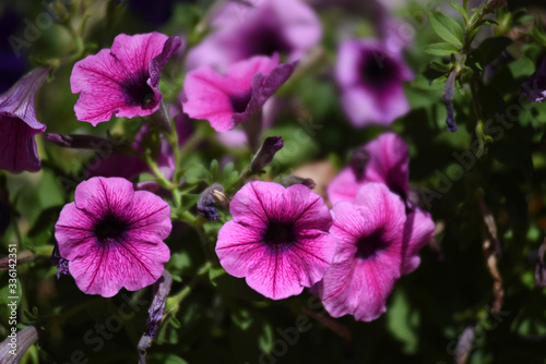 Beautiful blooming in the garden at sunny summer or spring day