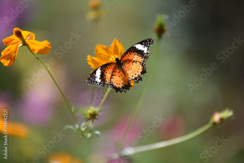 Garden With Butterfly